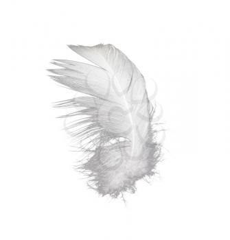 feather on a white background