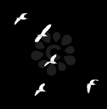 flock of birds on a black background