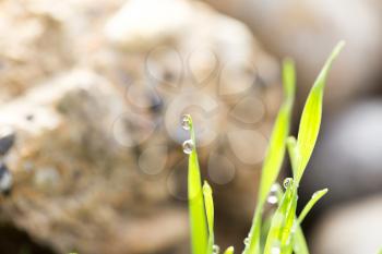 dew on the grass in nature