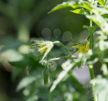 tomato flowers in nature