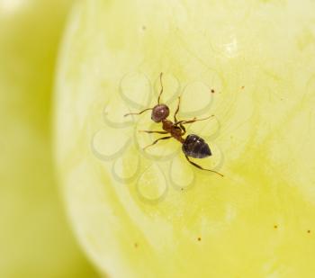 ant on green grapes. close-up