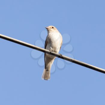 Sparrow on a wire