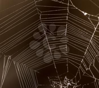 Spider web with colorful background