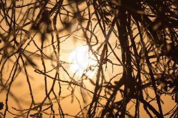 branches of a tree at sunset