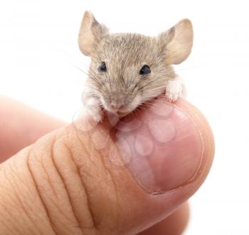 Mouse in hand on white background