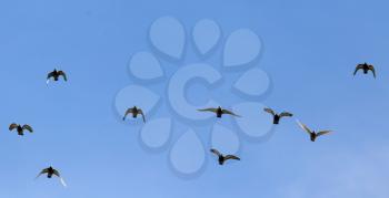 A flock of birds in the blue sky