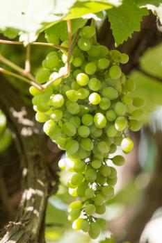 green grapes on the nature