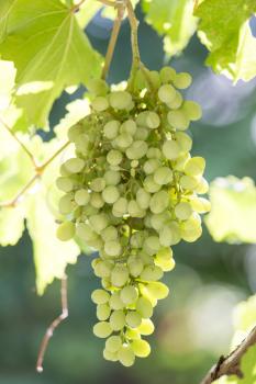 green grapes on the nature