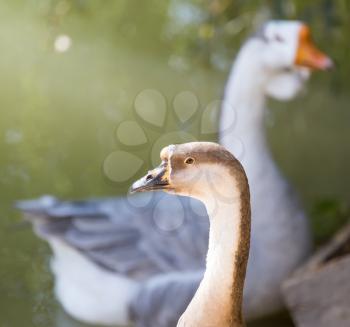 goose in the park outdoors