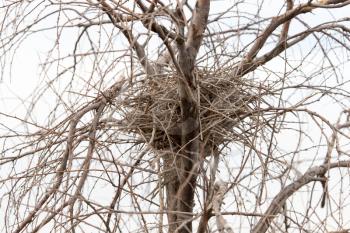 nest in a tree with bare branches