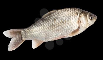 fish on a black background