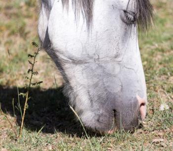 the nose of a white horse