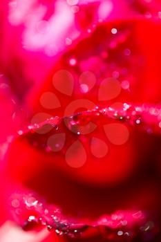 water droplets on a red rose