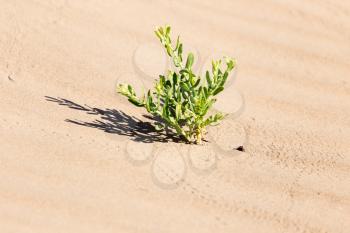 plant in the desert