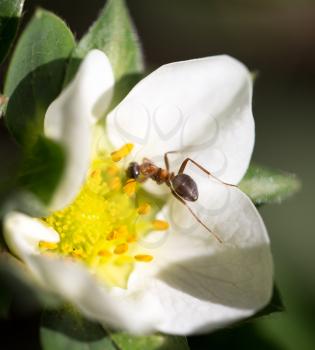 ant in nature. macro