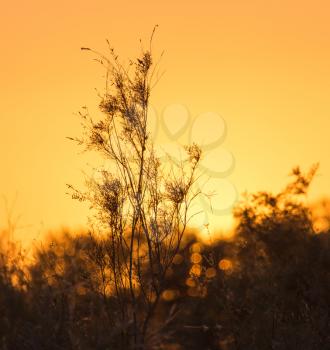 branches of a tree at sunset