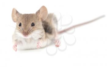 mouse on a white background. close-up