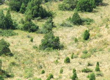 coniferous trees on a hillside