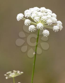 beautiful flower in nature