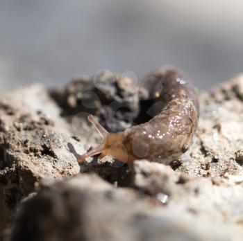 snail in nature. macro