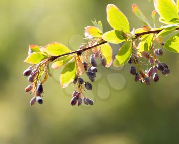 barberry on the tree in nature