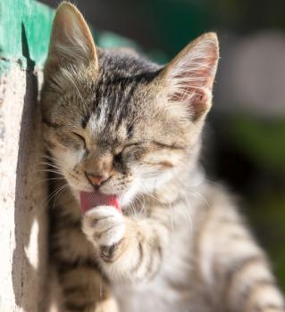 kitten licking