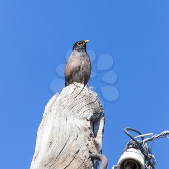 Indian starling on a pole