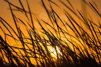 sunset in the reeds on the nature