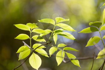 leaves on the tree in nature in autumn