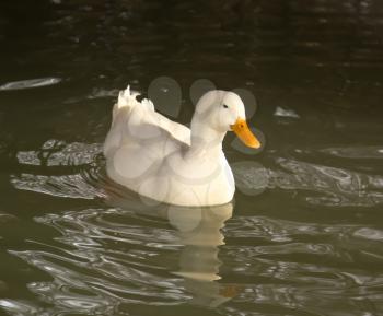 white duck in water