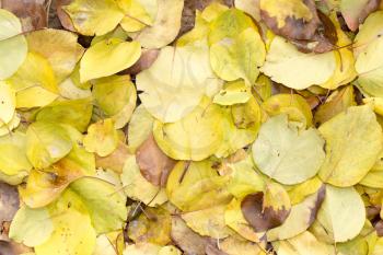 leaves of autumn as background