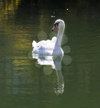 white swan on the lake