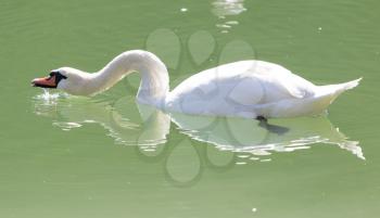 white swan on the lake