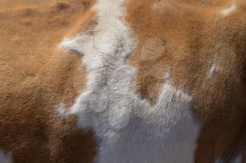 Texture of a brown Cow Coat