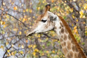 giraffe on nature