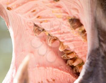 hippopotamus teeth