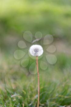 dandelion in nature