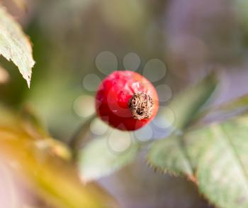 rosehips Outdoors