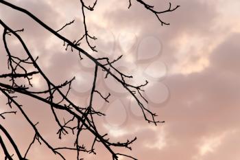 bare branches of a tree at sunset