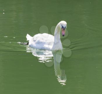 white swan on the lake