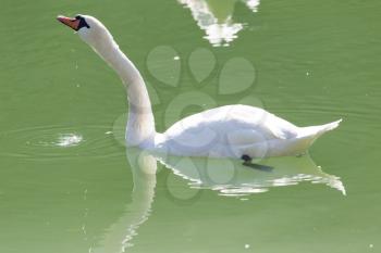 white swan on the lake