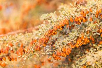 orange seeds on the bush