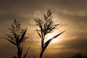 reeds at sunset