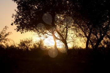 branches of a tree at sunset