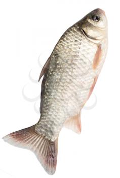 fish on a white background