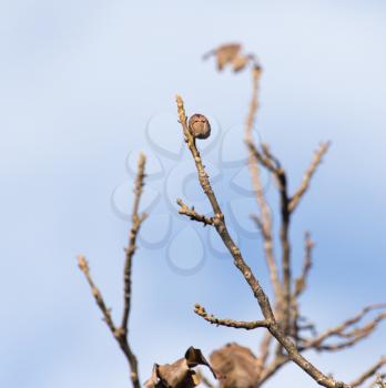walnut tree with bare branches