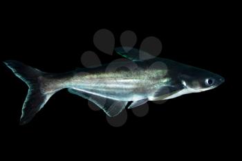 shark fish on black background