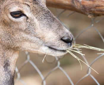 wild goat eats