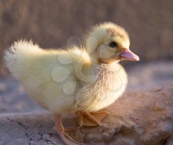 little duckling in nature