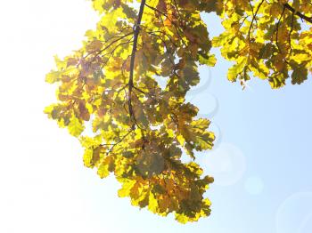 beautiful leaves on the tree in autumn